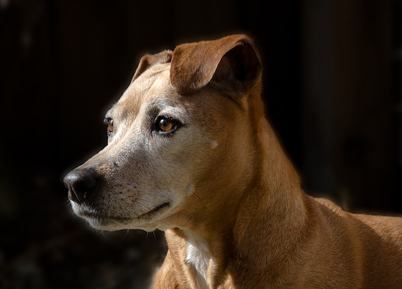 Dog head portrait