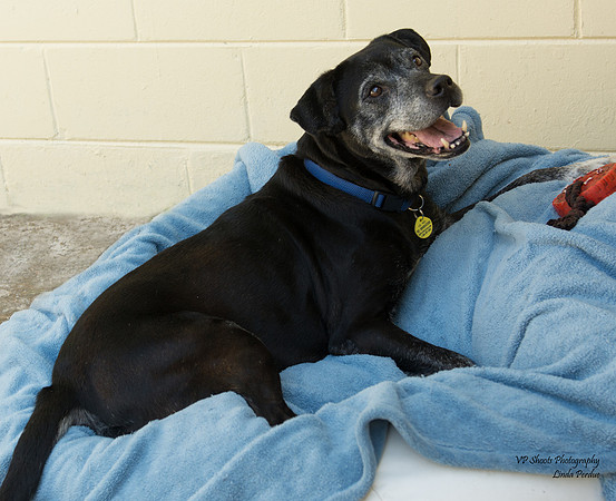 Rosie - adopted