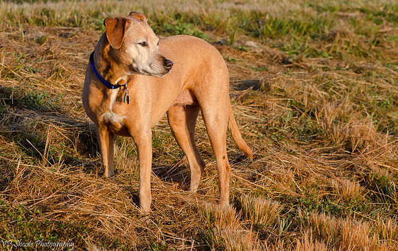 Dolly watching sunrise