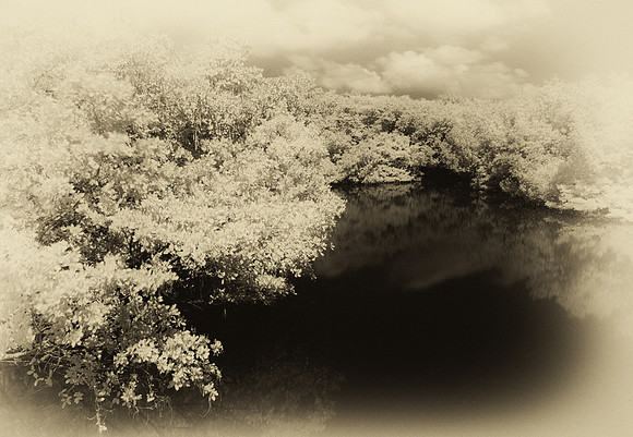 Old time mangroves