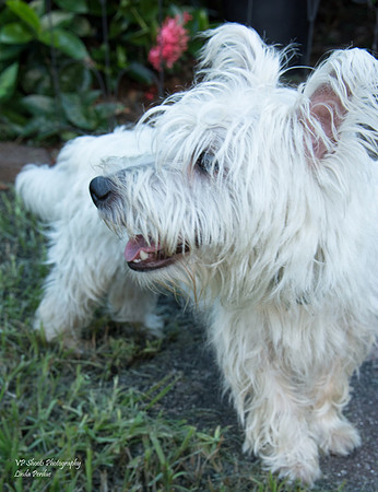 Sugar - Adopted