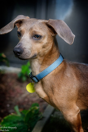 Lucky (Male) - Adopted!