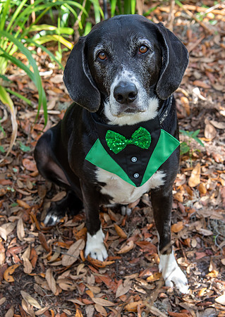 Mixed breed dog celebrates St Patrick's Day