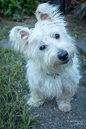 Sugar - Adopted
