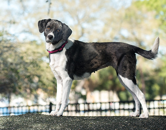 Dog at dog park near Tampa riverwalk