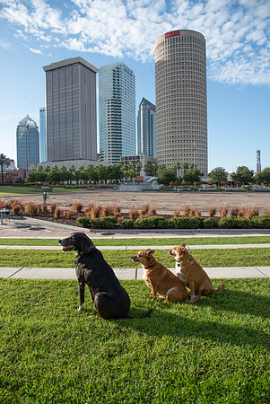 Dogs downtown Tampa Riverwalk