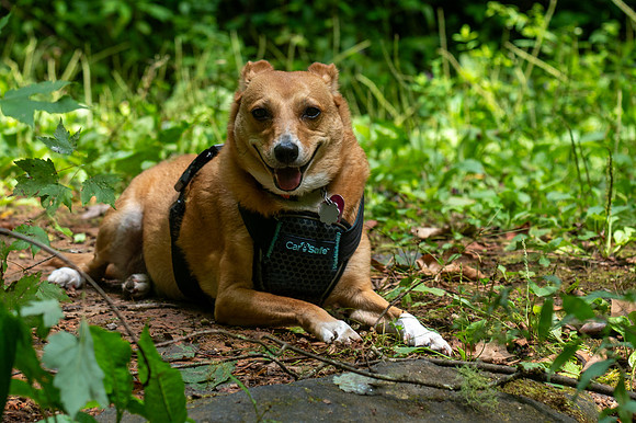 Rue (dog) taking a break on hike