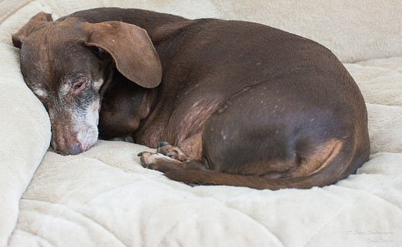 Rusty - Adopted