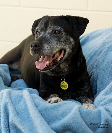 Rosie - adopted