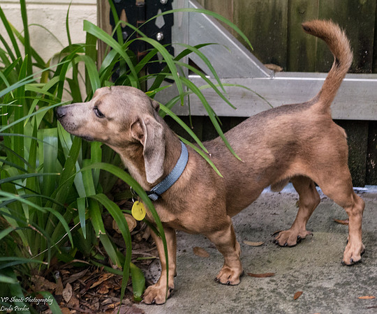 Lucky (Male) - Adopted!