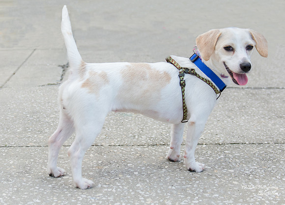 Gabby - Adopted