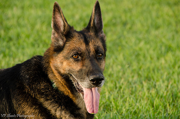 German Shepard