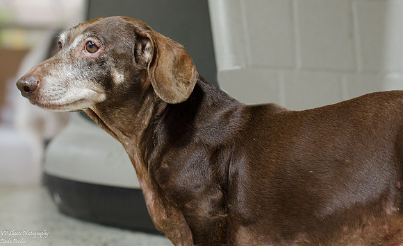 Rusty - Adopted