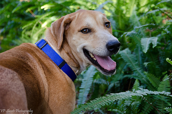 Jimbo - Walking in the ferns