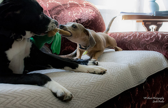 Lucky (Male) and Abby
