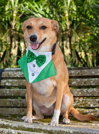 Dog sporting a St Patrick's day bowtie
