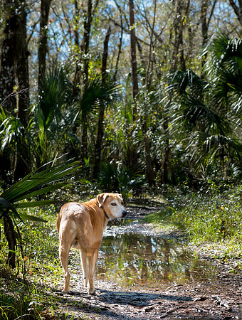 Natural trail at Lettuce Lake Park