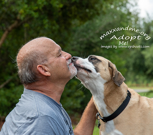 Dog kissing a man