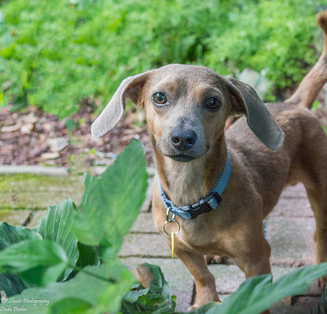 Lucky (Male) - Adopted!