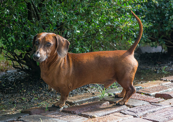 Frank - Adopted