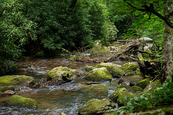Darnell Creek Waterfalls - Lower section