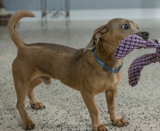 Lucky (Male) - Adopted!