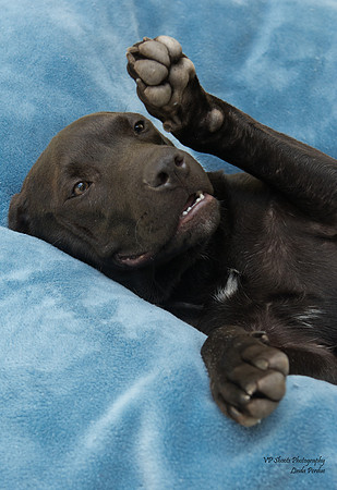 Dagwood - Adopted