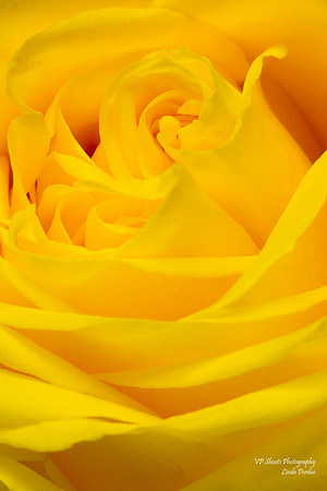 Yellow rose petals