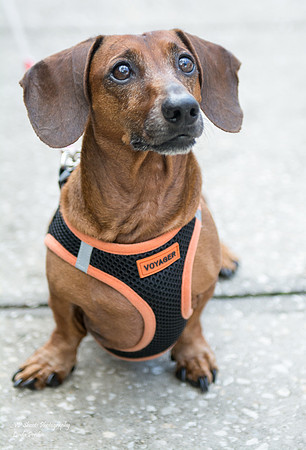 Frank - Adopted
