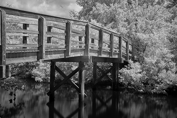 Boardwalk across mangroves
