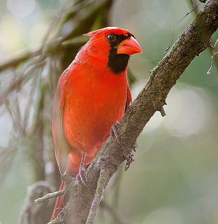 Male red cardinal bird
