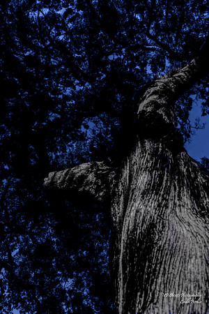 Oaklawn Cemetery