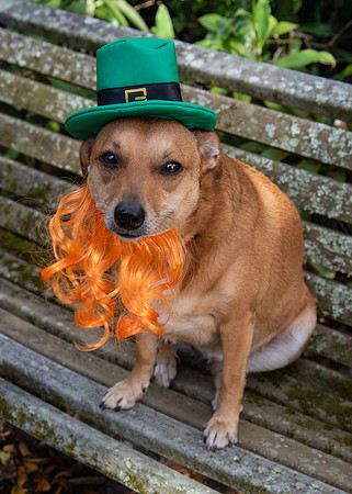 Dog celebrating St. Patrick's day